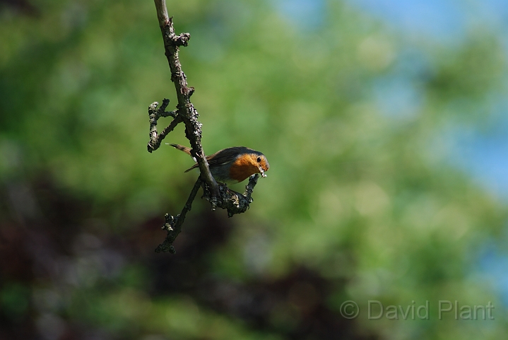 Robin - A.JPG - Robin - South Gloucestershire